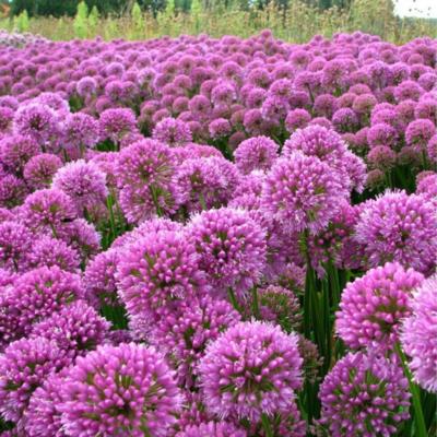 Allium 'Millenium' Allium 'Millenium'